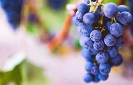The Secret between Grapes and Good Health